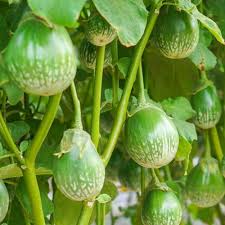 Thai Eggplant Seeds