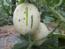 Leopard Melon Seeds for Planting – Heirloom Non-GMO Garden Seeds