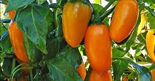 Amarillo Chili Pepper Seeds for Planting – Heirloom Hot Pepper Seeds