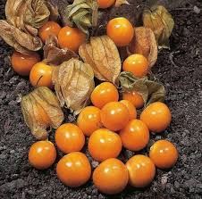 peruvian ground cherry seeds