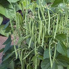 Pole Bean Seeds