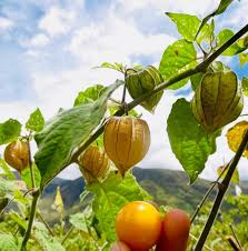 Yellow Tomatillo Seeds