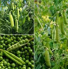 Pea Seeds