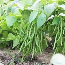 Mogette Bean Seeds