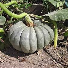 Zapallo Plomo Pumpkin Seeds for Planting – Heirloom Squash Seeds