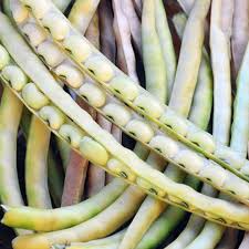 Yellow Bush Bean Seeds