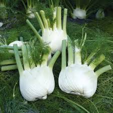 Florence Fennel Seeds