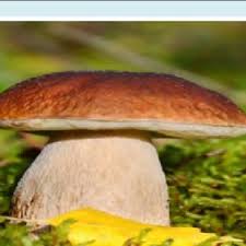 Porcini Mushroom Spores for Growing