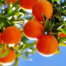 tangerine mandarin seeds