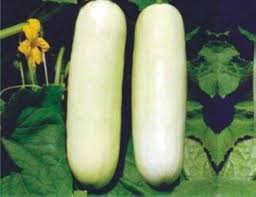 White Cucumber Seeds