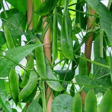 Lima Bean Seeds