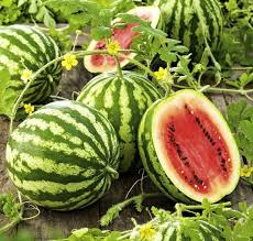 crimson sweet watermelon seeds