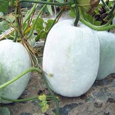 Winter Melon Seeds for Planting – Heirloom Non-GMO Garden Seeds