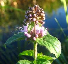 United Mint Herb Seeds for Planting – Heirloom Non-GMO Garden Seeds