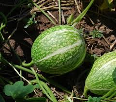 Malabar Gourd Seeds