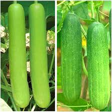 Benincasa Winter Melon Seeds for Planting – Heirloom Non-GMO Garden Seeds