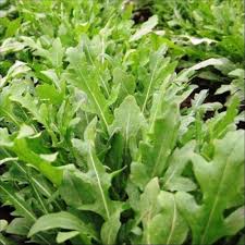 Rocket Salad Seeds