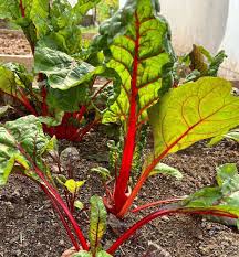 Swiss Chard Seeds