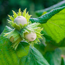 american hazelnut seeds