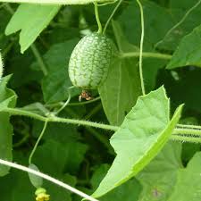 Cucamelon Seeds