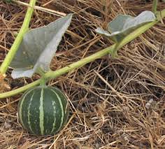 Calabazilla Gourd Seeds