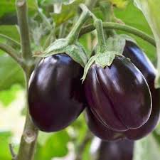 Eggplant Seeds