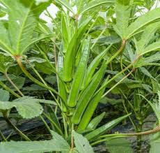 Okra Seeds for Planting – Heirloom Non-GMO Garden Seeds