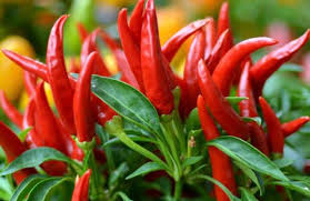 Thai Dragon Pepper Seeds