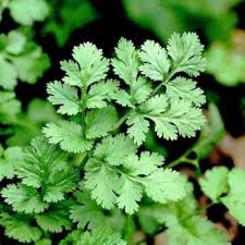 Coriander Herb Seeds for Planting – Heirloom Non-GMO Garden Seeds