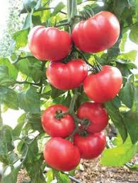 Mortgage Lifter Tomato Seeds for Planting – Heirloom Garden Seeds