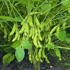 Soybean Seeds for Planting – Heirloom Non-GMO Garden Seeds