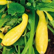 Yellow Crookneck Squash Seeds for Planting – Heirloom Garden Seeds