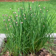 Chive Seeds