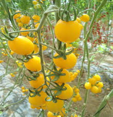 Golden Tomato Seeds for Planting – Heirloom Garden Seeds