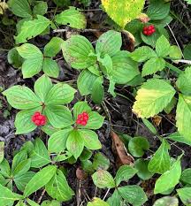 western bunchberry seeds