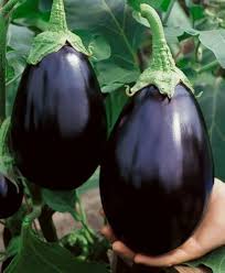 Black Eggplant Seeds for Planting – Heirloom Garden Seeds
