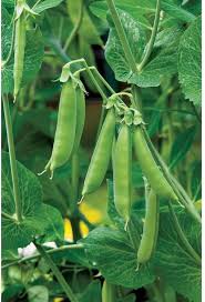 Pea Seeds for Planting – Heirloom Non-GMO Garden Seeds