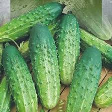 Armenian Cucumber Seeds for Planting – Heirloom Non-GMO Garden Seeds
