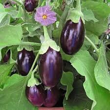 Brinjal Eggplant Seeds