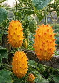 Kiwano Seeds for Planting – African Horned Melon Seeds