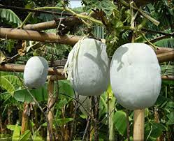 Winter Melon Seeds