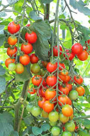 Red Tumbler Tomato Seeds