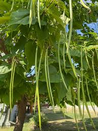 Catalpa Tree Seeds for Planting – Northern Catalpa Garden Seeds