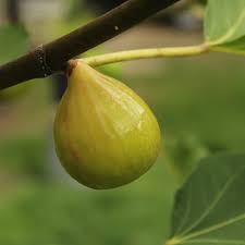 kadota fig seeds