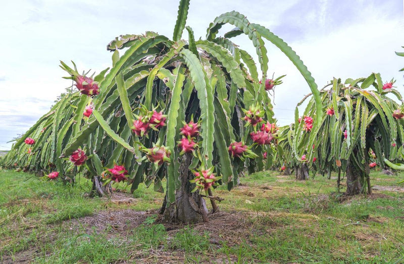 Dragon Fruit Hylocereus undatus Seeds for Planting – Heirloom Dragon Fruit Seeds