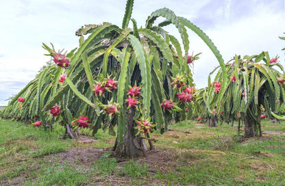 Dragon Fruit Hylocereus undatus Seeds for Planting – Heirloom Dragon Fruit Seeds