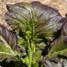 Dragon Tongue Mustard Greens