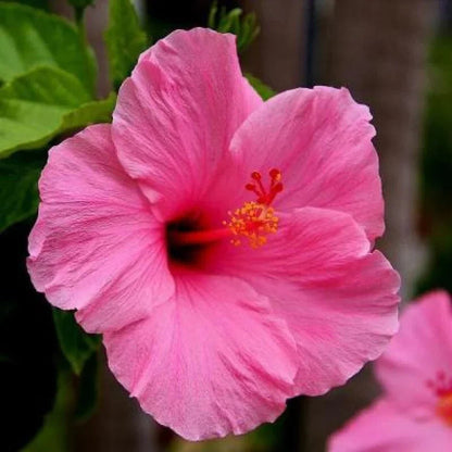 Hibiscus flower seeds