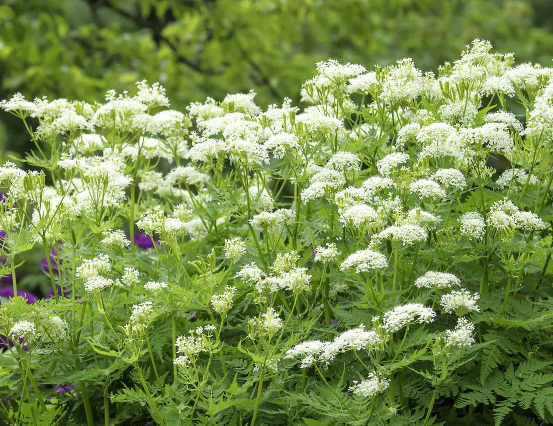 Myrrhis flower seeds