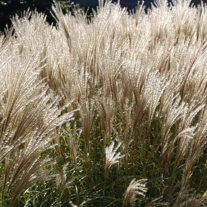 Silver Grass plant